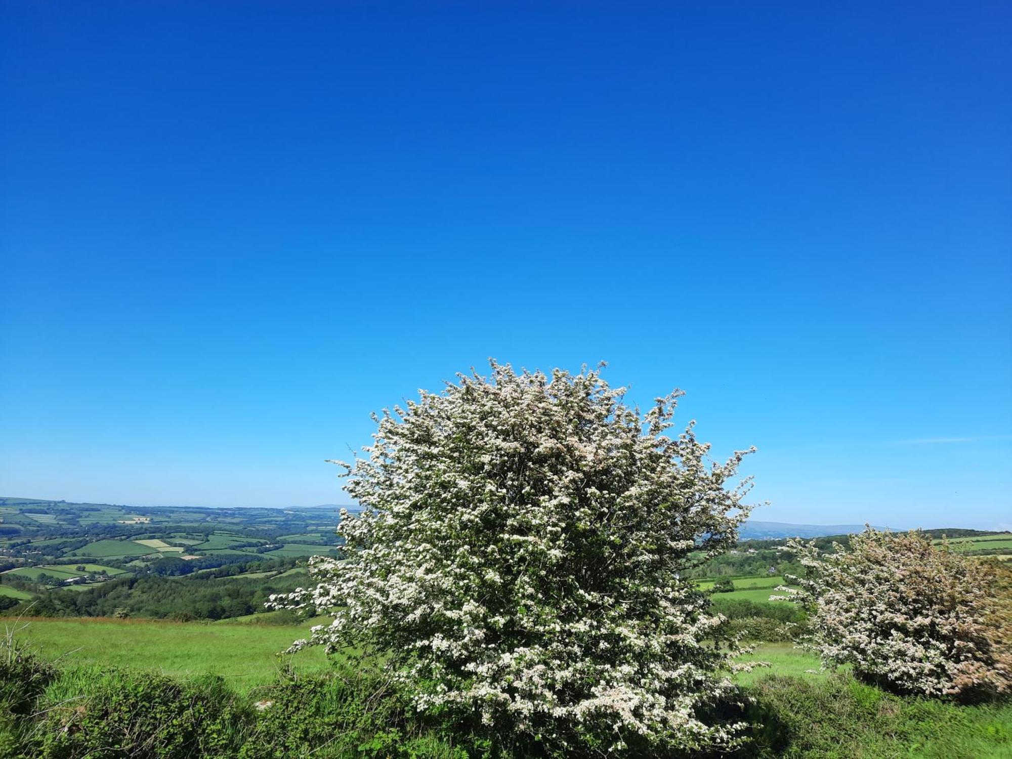 Summit Camping Kit Hill Cornwall Panoramic Views Grass Pitch From 15Pn Or Bella Bell Tent 75Pn Callington Bilik gambar