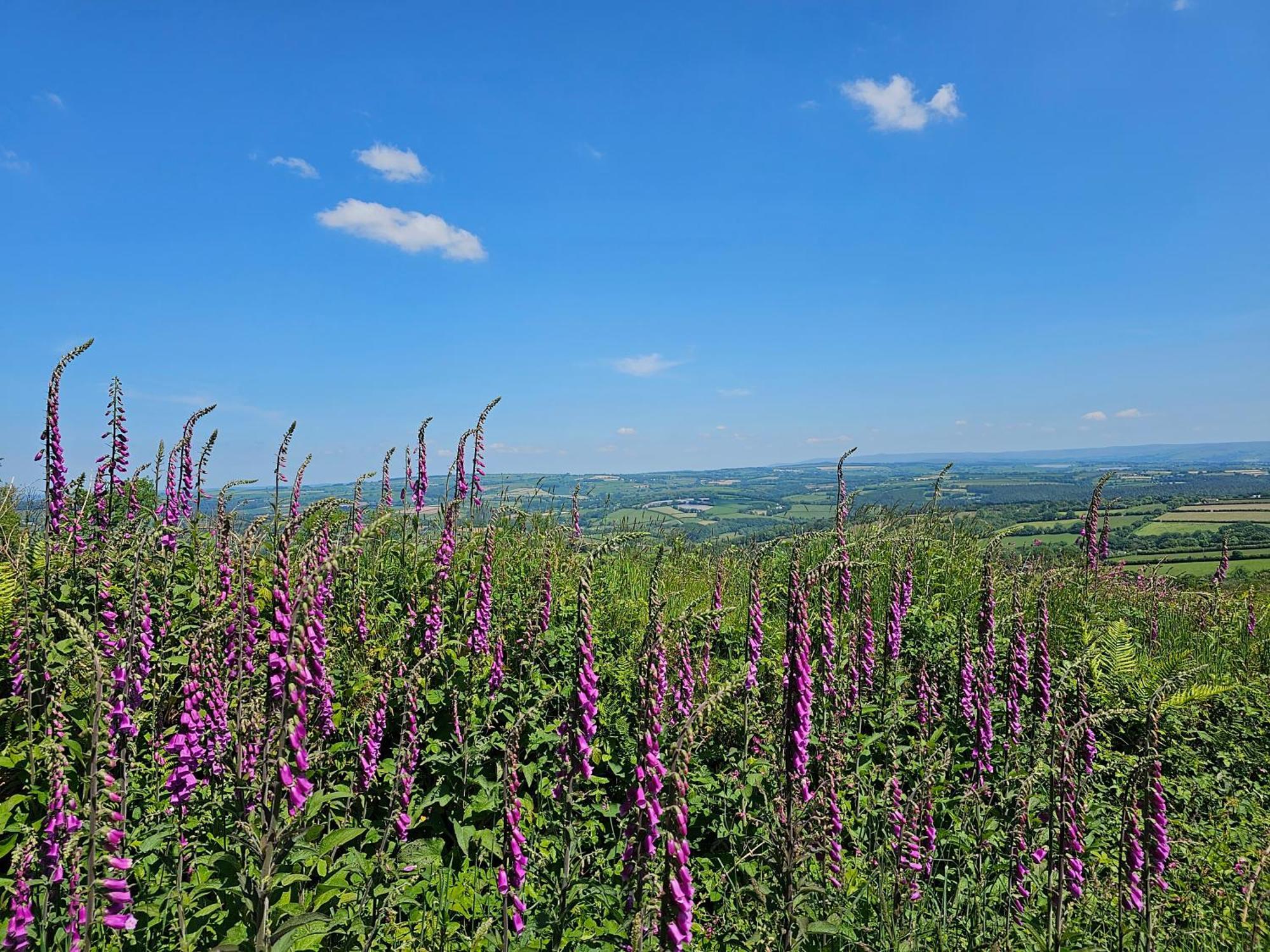 Summit Camping Kit Hill Cornwall Panoramic Views Grass Pitch From 15Pn Or Bella Bell Tent 75Pn Callington Luaran gambar
